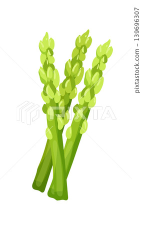 Cartoon vector illustration of asparagus stalks isolated on a white background for vegetable food design. Cartoon vector illustration of asparagus stalks isolated on a white background for vegetable food design. 139696307