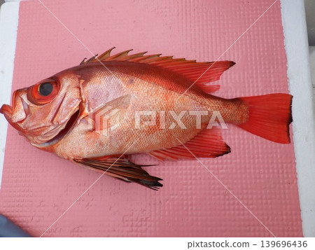 釣魚捕獲的大眼鯛 139696436