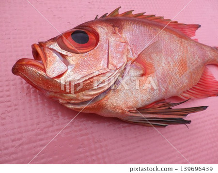 Bigeye snapper caught by fishing Bigeye snapper caught by fishing 139696439