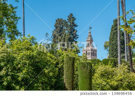 Formal Palm Garden Formal Palm Garden 139696456