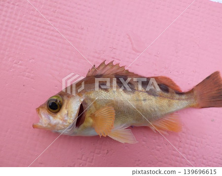 釣到石斑魚 釣到石斑魚 139696615
