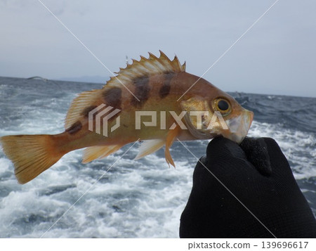 一條石斑魚凝視著海 一條石斑魚凝視著海 139696617