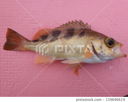 Rockfish caught Rockfish caught 139696619