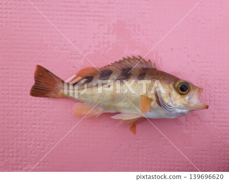釣到石斑魚 釣到石斑魚 139696620