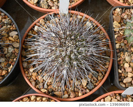 Top view of a cactus of the mammillaria family Top view of a cactus of the mammillaria family 139696695