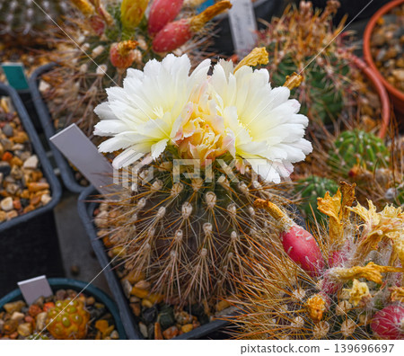 Thelocactus leucacanthus is a flowering cactus with large pale yellow flowers Thelocactus leucacanthus is a flowering cactus with large pale yellow flowers 139696697