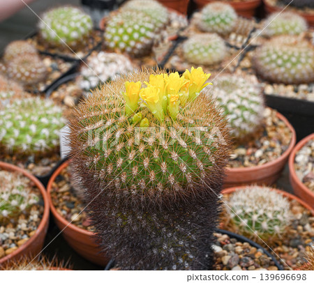 The cactus is Parodia haselbergii The cactus is Parodia haselbergii 139696698