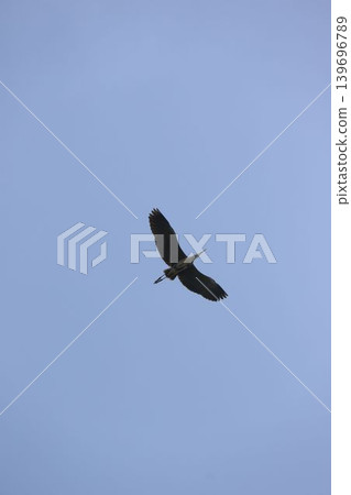 A grey heron gracefully soaring through the blue sky (Mizumoto Park), viewed from above. A grey heron gracefully soaring through the blue sky (Mizumoto Park), viewed from above. 139696789