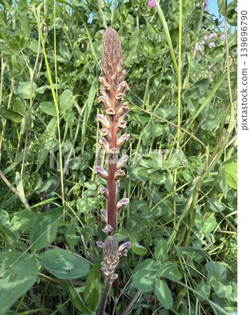 A strange plant that parasitizes leguminous plants: Orobanche minor (also known as the slender broom) in a clover field. 139696790