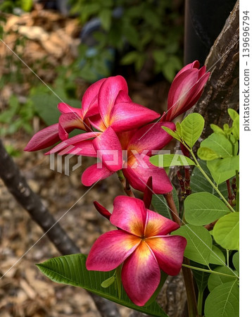 Plumeria, Frangipani, pagoda tree Plumeria, Frangipani, pagoda tree 139696794