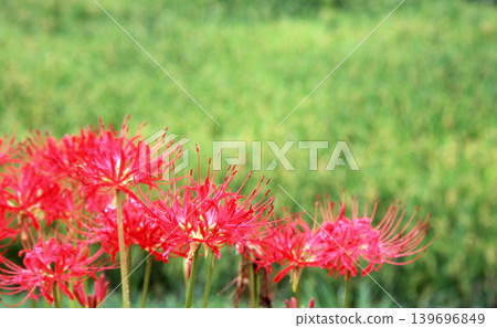 Spider lilies blooming in an autumn field Spider lilies blooming in an autumn field 139696849