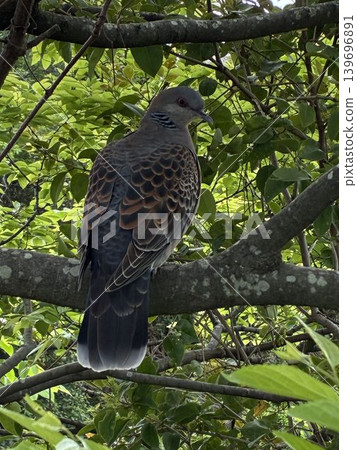 A turtle dove perched on a tree in a lush forest; vibrant sunlight filtering through the leaves and the ecology of wild birds. A turtle dove perched on a tree in a lush forest; vibrant sunlight filtering through the leaves and the ecology of wild birds. 139696891