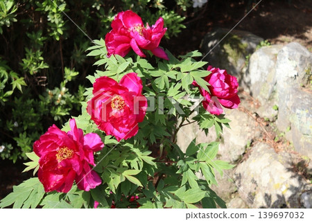 Peony flower Peony flower 139697032