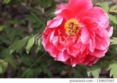 Peony flower Peony flower 139697065