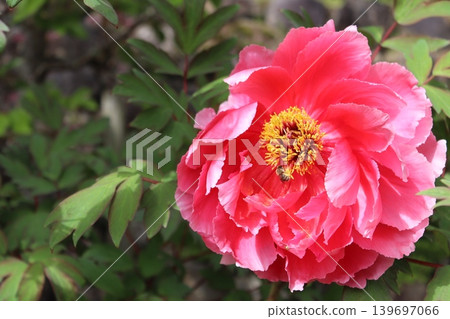 Peony flower Peony flower 139697066