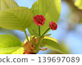Kenrokuen Chrysanthemum Cherry Blossom: A cherry blossom with many petals. 139697089