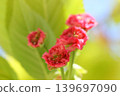 Kenrokuen Chrysanthemum Cherry Blossom: A cherry blossom with many petals. 139697090