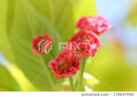 Kenrokuen Chrysanthemum Cherry Blossom: A cherry blossom with many petals. 139697090