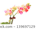 Miniature Phalaenopsis orchid with red spots on a bright background 139697129