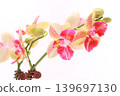 Miniature Phalaenopsis orchid with red spots on a bright background 139697130