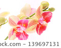 Miniature Phalaenopsis orchid with red spots on a bright background 139697131