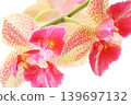 Miniature Phalaenopsis orchid with red spots on a bright background 139697132