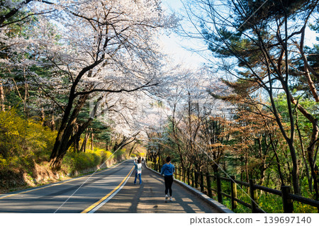 people at Namsan Dulle-gil trails view cherry blossom, Seoul 139697140