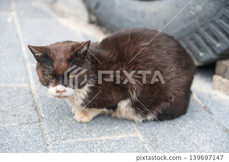 Portrait of Stray angry cat by bus wheel in park, Busan Portrait of Stray angry cat by bus wheel in park, Busan 139697147