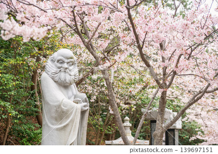 Bodhidharma Monk by cherry tunnel in Haedong Yonggungsa Temple, Busan 139697151
