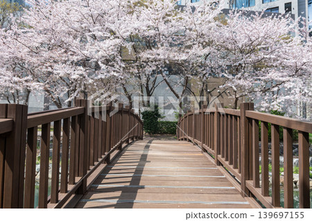 bridge to beautiful pink cherry blossom, Dongsam Sea Stream, Busan bridge to beautiful pink cherry blossom, Dongsam Sea Stream, Busan 139697155