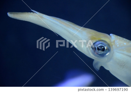 AOLIICA AOLIICA 139697190