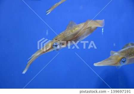 AOLIICA AOLIICA 139697191