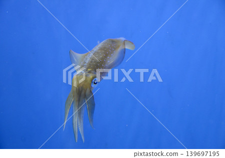 AOLIICA 139697195