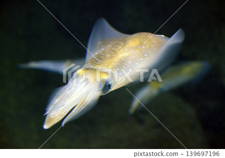 AOLIICA AOLIICA 139697196