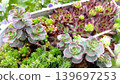 一張多肉植物擺放在一起的合照。 139697253