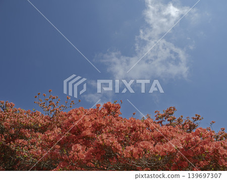 A carpet of azaleas in full bloom stretches across the blue sky. A carpet of azaleas in full bloom stretches across the blue sky. 139697307