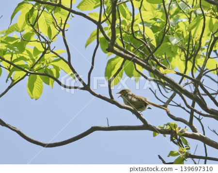 The song of the Japanese bush warbler echoes in the early summer blue sky. The song of the Japanese bush warbler echoes in the early summer blue sky. 139697310