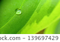 水滴落在玉簪葉片上 139697429