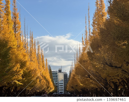 Ginkgo tree-lined street, autumn foliage, one of Japan's most beautiful landscapes. Ginkgo tree-lined street, autumn foliage, one of Japan's most beautiful landscapes. 139697461