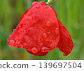 Poppy flower in the rain 139697504