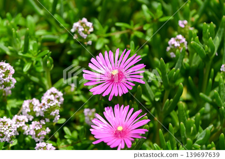 松菊 松菊 139697639