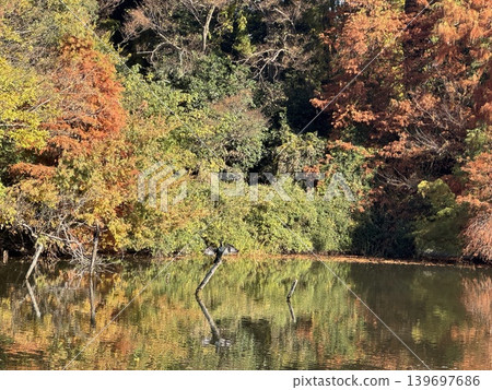Autumn foliage: Japan's most spectacular scenery Autumn foliage: Japan's most spectacular scenery 139697686
