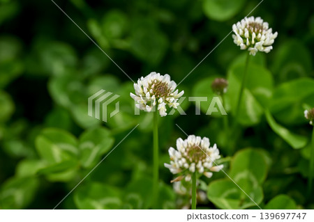 白三葉草 139697747