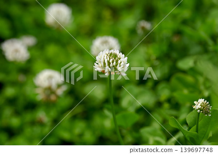 White clover White clover 139697748