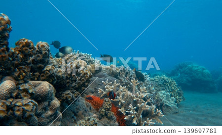 Wide view of colony of red long tentacle anemone (Macrodactyla doreensis) in a coral bommies inhabited by territorial tomato clownfish (Amphiprion frenatus) in a calm blue waters. Dauin, Philippines Wide view of colony of red long tentacle anemone (Macrodactyla doreensis) in a coral bommies inhabited by territorial tomato clownfish (Amphiprion frenatus) in a calm blue waters. Dauin, Philippines 139697781