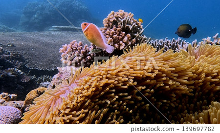 A pink skunk anemonefish emerging from a colony of sea anemone amidst coral reef in Dauin, Philippines 139697782