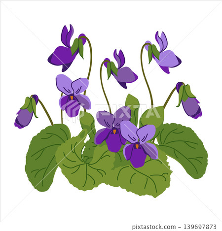 Sweet violet. Vector illustration. Plant, leaves, and purple flowers. Bush with blooming Viola odorata. Cosmetic, perfume, and medicinal plants. Hand drawn violet Pansy. Sweet violet. Vector illustration. Plant, leaves, and purple flowers. Bush with blooming Viola odorata. Cosmetic, perfume, and medicinal plants. Hand drawn violet Pansy. 139697873