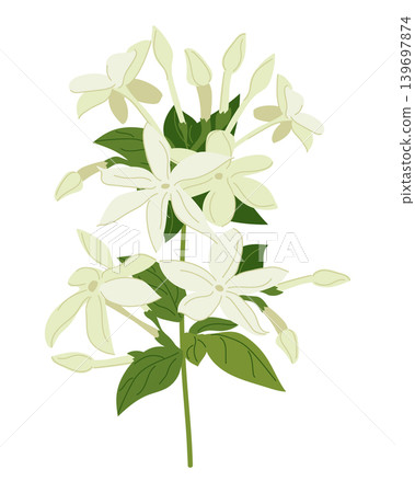 Vector jasmine flowers. Design element for tea shops, natural cosmetics store, organic health products, perfumes, essential oils, and aromatherapy. Can be used as a greeting card or wedding invitation Vector jasmine flowers. Design element for tea shops, natural cosmetics store, organic health products, perfumes, essential oils, and aromatherapy. Can be used as a greeting card or wedding invitation 139697874