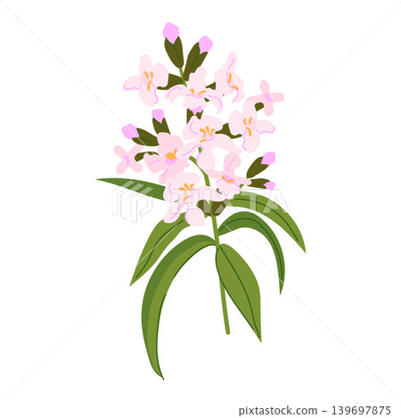 Lemon verbena vector illustration isolated on a white background. This plant is used for making essential oils, cosmetics, and medicine. Flat style silhouette. Lemon verbena vector illustration isolated on a white background. This plant is used for making essential oils, cosmetics, and medicine. Flat style silhouette. 139697875