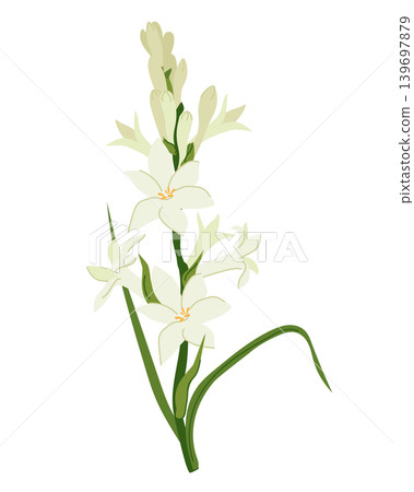 Vector image of tuberose a medicinal, perfume, and cosmetic plant. This essential oil-bearing plant is presented in a flat style. Use it in printed materials, signs, posters, postcards, and packaging. Vector image of tuberose a medicinal, perfume, and cosmetic plant. This essential oil-bearing plant is presented in a flat style. Use it in printed materials, signs, posters, postcards, and packaging. 139697879